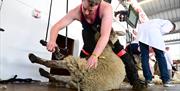 Competitor shears another sheep on stage alongside his friends