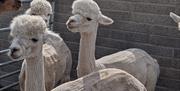 Some of the girls after they were sheared