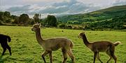 Sperrin alpacas