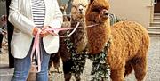 Two alpacas the green foilage at a wedding and tracy leading them dressed in a cowboy hat and white blazer