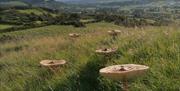 Parasol Mushrooms