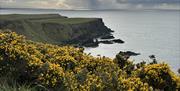 Gorse on the Clifftop Trail of the Giant's Causeway