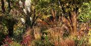 A forest view filled with many orange and red reeds and bushes.