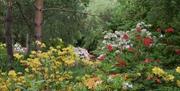 A forest view with many different colours of flowers.