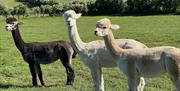 Three male alpacas