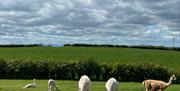 Alpacas grazing