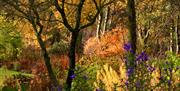 A forest view with many colours of trees and bushes.