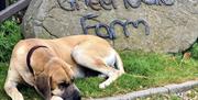 Aslan one of our danes, at entrance to Greenvale Farm