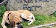 Aslan one of our danes, at entrance to Greenvale Farm