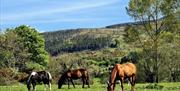 horses grazing in field