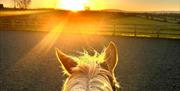 Ginger pony facing into sunset with fields in front