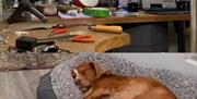 workbench with tools and computer and dog lying on dog bed