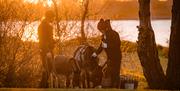 Donkey with Sunset