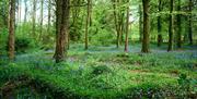 Bluebells on the ground in the forest