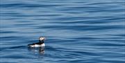 Puffin with Abhainn Cruises