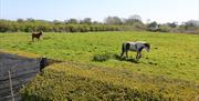 Image of 2 horses in a feild.