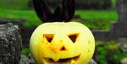 Pumpkin and Donkey Ears