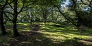 Woodland area of the park