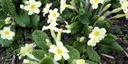 Primrose