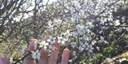 Blackthorn
