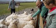 At the Sheepdogs At Work experience you have the opportunity to see sheep up close
