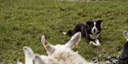 Tess the sheepdog waits patiently for instruction from shepherd Jamese