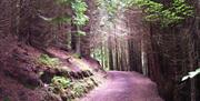 Forest path