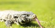 Tegu Lizard sticking tongue out