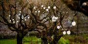 Trees with a string of lights in The Walled Garden Helen's Bay