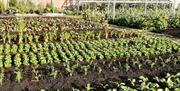 The walled Garden