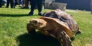 Tommy the tortoise getting out for a walk on the grass