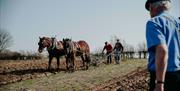 Horses at work ploughing a field