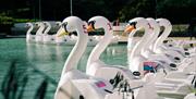 Giant Swans pedal boats