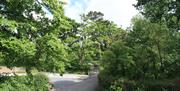 A forested driveway view from the sitting room.