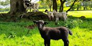 Back lamb in a green field in front of trees