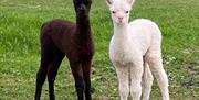 Two alpacas in their halters ready to go walking