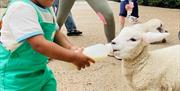 bottle feeding fort evergreen