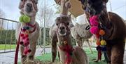 Two alpacas in their halters ready to go walking