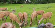 Customers enjoying the deer safari