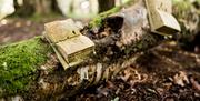 The Fairy Trail at Lusty Beg Island Resort & Spa