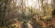 The Fairy Trail at Lusty Beg Island Resort & Spa