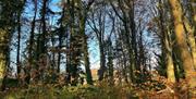 Image of trees