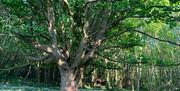 image of a tree