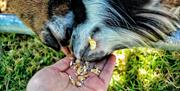 Goats eating flaked maize