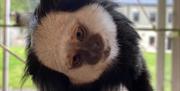 Marmoset monkey tilting head