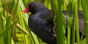 Close up of a moorhen in the grass.