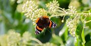 Close up of a Red Admiral butterfly.