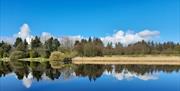 image of river with tree and shrub lined shoreline in background reflecting in the water.