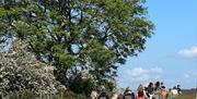 Trekking in the pastures with over 100 alpacas surrounding the trekking group