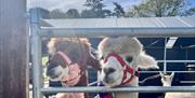 Two alpacas in their halters ready to go walking